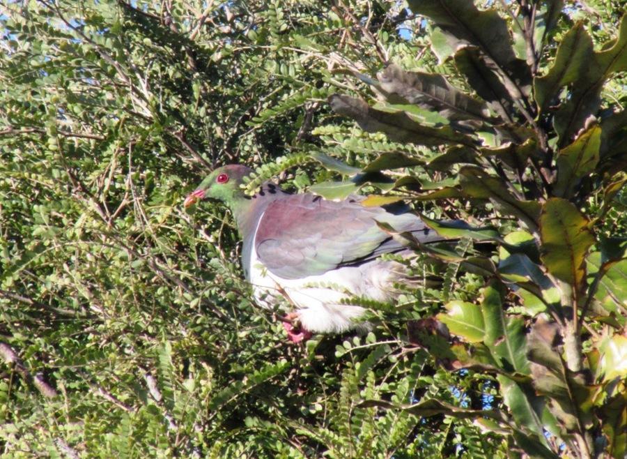Birdsong Accommodation Hokitika Esterno foto
