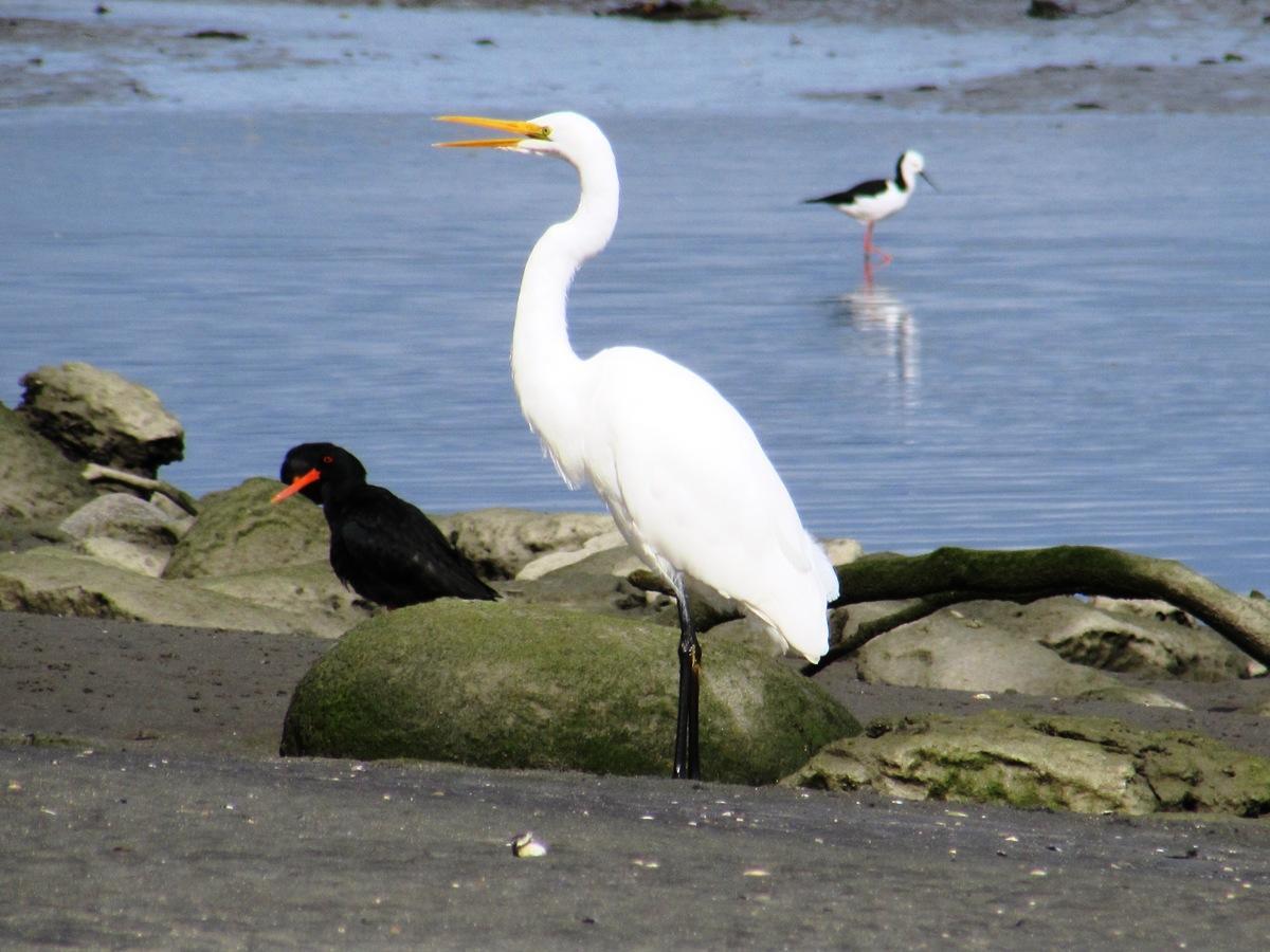 Birdsong Accommodation Hokitika Esterno foto